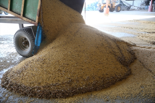 Soya verimi ve fiyatıyla çiftçiyi sevindirdi